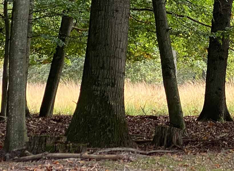 Wald in der Hohen Mark