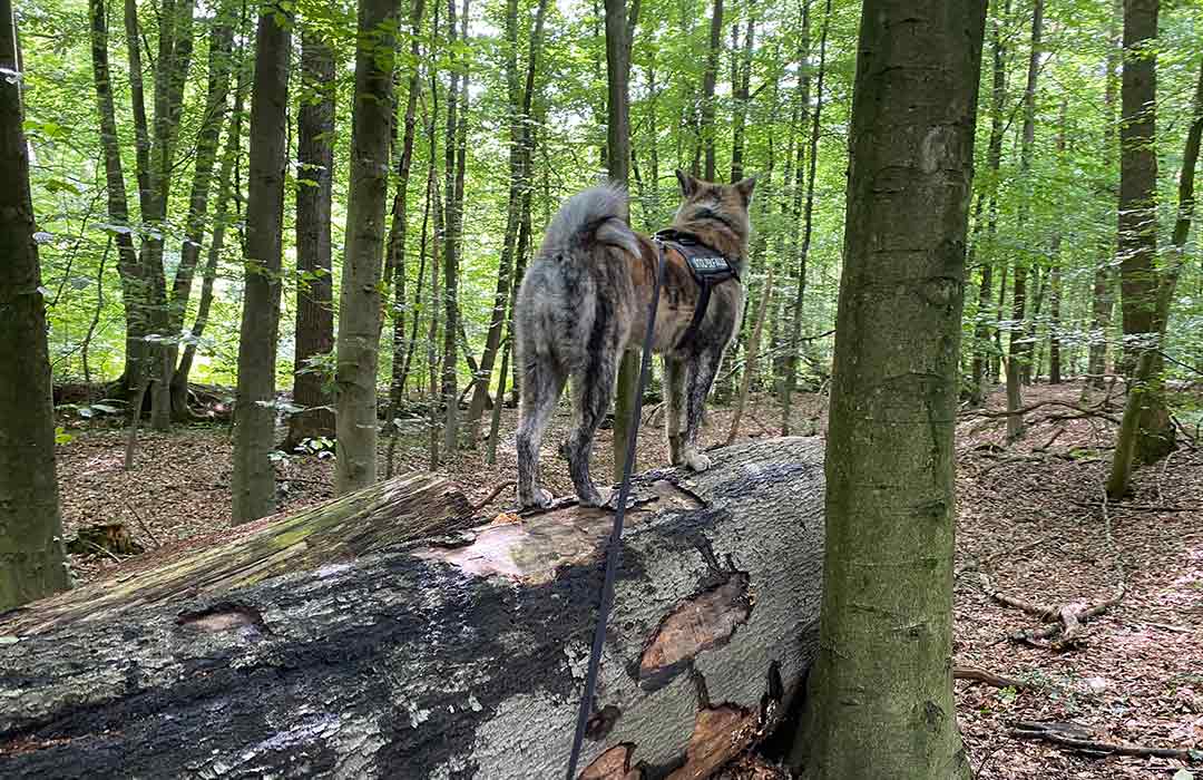 Natur und Kultur in der Hohen Mark